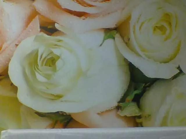 yakameliya on BongaCams 